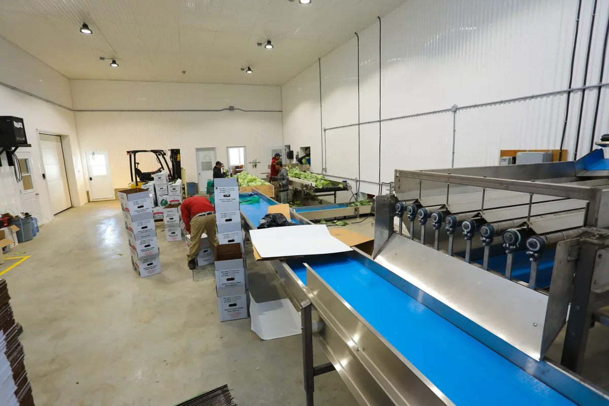 Ligne de convoyeur bleu et poste d'emballage de légumes – construction agricole Ferme Jobin & Roberge par BGC